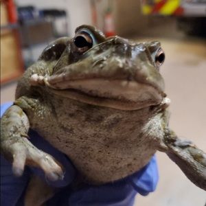 Meet your Posher, Patrick